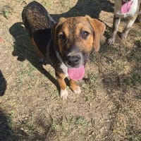 Pong, chienne à adopter