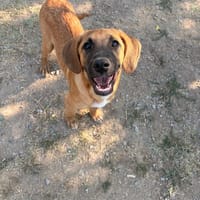 Lailo, chien à adopter