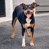 FIDJI ,  femelle junior Berger Créole La belle des îles !, chienne à adopter
