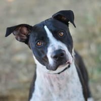 AGATHE, chienne à adopter