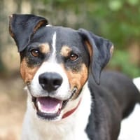 OUKY, chien à adopter