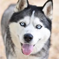 RAKAI DES PIPETTECHORIZO, chien à adopter