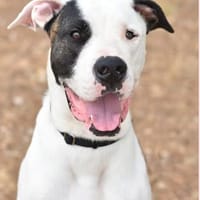 LEON, chien à adopter