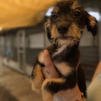 SARABI, perra en adopción