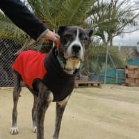 DIEGO, perro en adopción