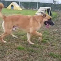 ATHOS, perro en adopción