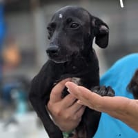 POP, perro en adopción
