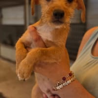 ROBIN, perro en adopción