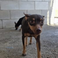 MOCA, perra en adopción