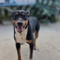 Buddy, perro en adopción