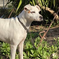 ESTRELLA, perra en adopción