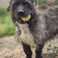 JONSU, perro en adopción