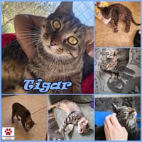 Schmusekater Tigar sucht passende Dosenöffner, Kater zur Adoption