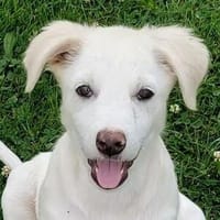 Baby WILLOW, Hündin zur Adoption