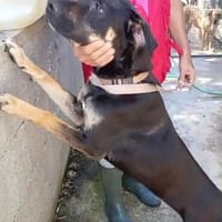 Alice, Hund zur Adoption