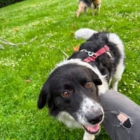 Border Collie Muki sucht seine Familie, Hund zur Adoption