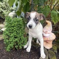 Sani ein zartes kleines Mädchen, Hündin zur Adoption