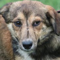 Finja - kinderlieb u. zutraulich, Hündin zur Adoption