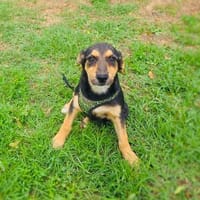 Zara ein verschmustes Mädchen, Hündin zur Adoption