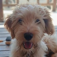 Wuschel Marios auf Familiensuche, Hund zur Adoption