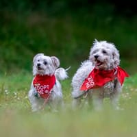 Drolliges Pärchen sucht neues Zuhause, Hund zur Adoption