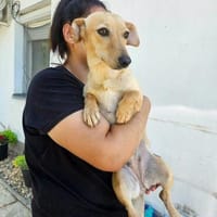 Dackel Mix Aténa aus Werne, Hündin zur Adoption