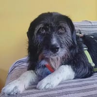 Leona, w., kastr., Mischling, geb. 02/2023, Hündin zur Adoption
