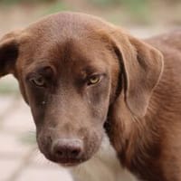 Amara - aufgeweckte Junghündin, Hündin zur Adoption