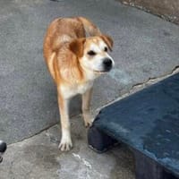 Daniele, Hund zur Adoption