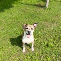 Freundlicher Tito sucht seine Familie!, Hund zur Adoption