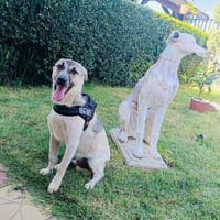 Sehr menschenbezogener Josef, Hund zur Adoption