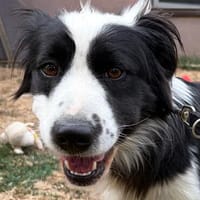 Toffee der Hingucker, Hund zur Adoption