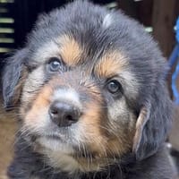 Kleiner Bär Harvey, Hund zur Adoption