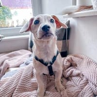 Fritzi ist ein verschmuster Zwerg, Hund zur Adoption