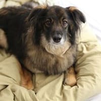 Unkomplizierter Rüde BAVIN sucht sein Zuhause!, Hund zur Adoption