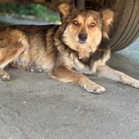 Nadija sucht ihr Für-immer-Zuhause, Hündin zur Adoption