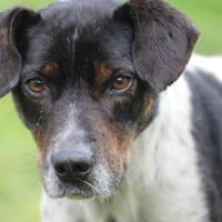 Borio - zutraulich u. liebenswert, Hund zur Adoption