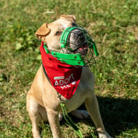Remo sucht ein erfahrenes Zuhause, Hund zur Adoption