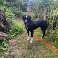 Tami - zauberhaftes Hundenäschen, Hündin zur Adoption