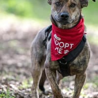 Unikat Tiger aus Bochum, Hund zur Adoption