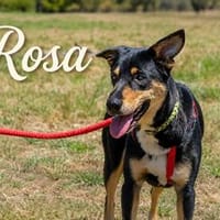 Rosa wartet in Süddeutschland auf Ihr Zuhause, Hündin zur Adoption