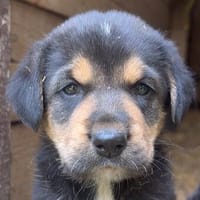Mable auf Familiensuche, Hündin zur Adoption