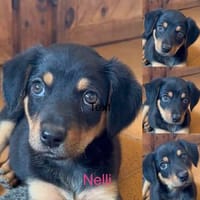 Aufgeweckte süße Nellie, Hündin zur Adoption