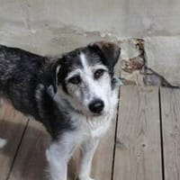 Verschmuster und cooler Rüde STEVIE sucht sein Zuhause!, Hund zur Adoption