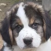Tintin hat Großes vor, Hund zur Adoption