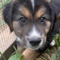 Maisie auf Familiensuche, Hündin zur Adoption