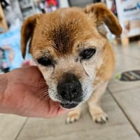 Liebe Seniorin Olga in Schleswig-Holstein, Hündin zur Adoption