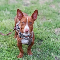 Rosendo - Podenco Maneto sucht seine Menschen, Hund zur Adoption