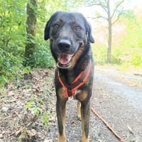 Scooby - Neustart gewünscht!, Hund zur Adoption