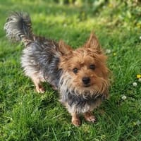 ..Ich bin Duffy, Hund zur Adoption